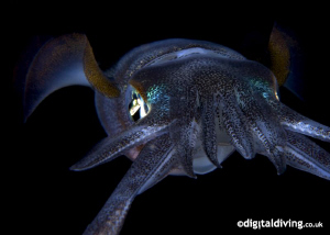 Big Fin Reef Squid. Taken with D200 and 60mm lens. by David Henshaw 